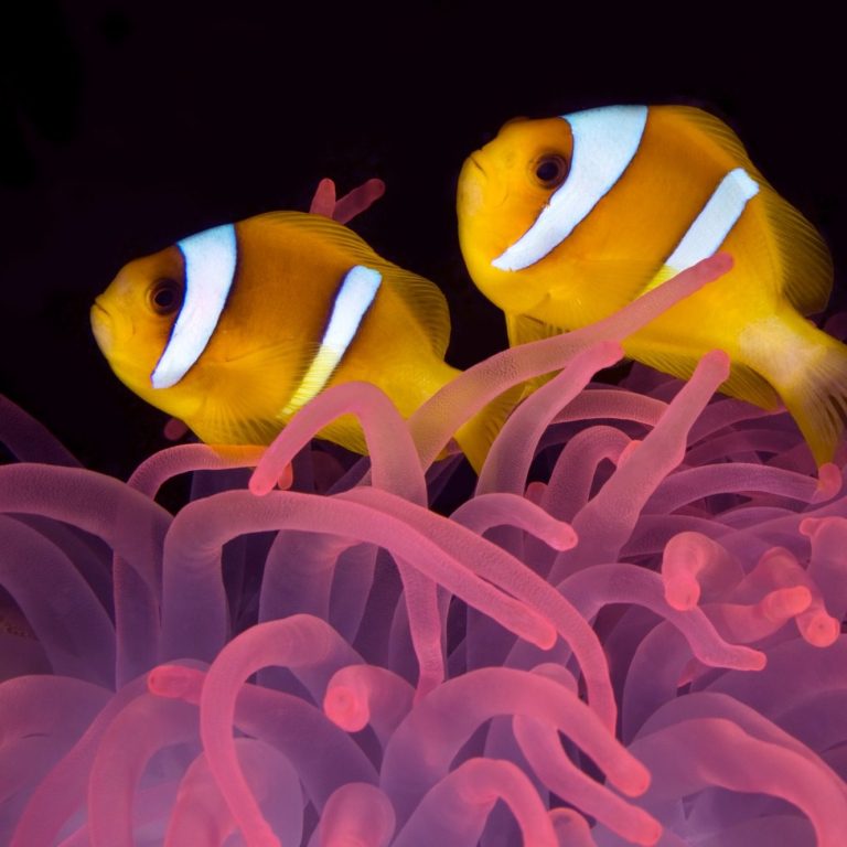 Zwei clownfischartige Fische schwimmen zwischen roten, glühenden Anemonen.