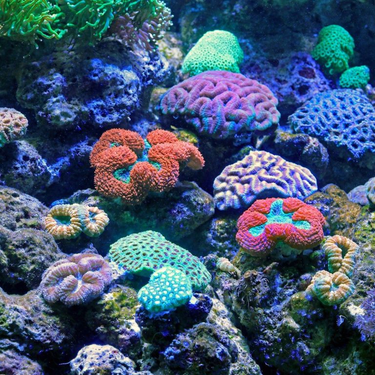 Bunte Korallen in einem lebendigen Unterwasserökosystem.