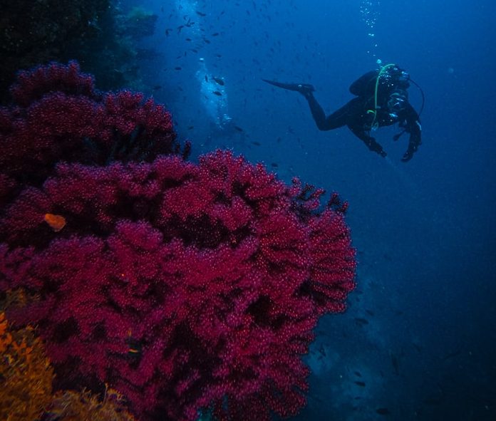 Taucher schwimmt vor einer bunten Koralle im klaren Wasser.