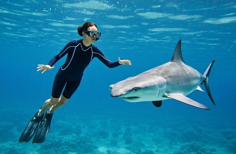 Eine Person in Tauchausrüstung schwimmt neben einem Hai im klaren Wasser.