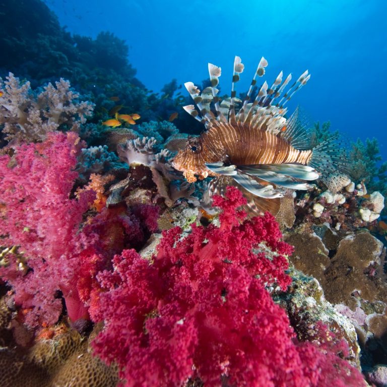 Bunte Korallenriffe mit rosa und roten Korallen, schwimmender Fisch im Hintergrund.